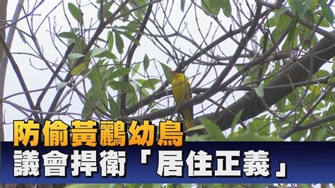 鳥在窗戶築巢|鳥害防治！如何防止鳥築巢？友善驅鳥、防鳥方法推薦 中西購安心